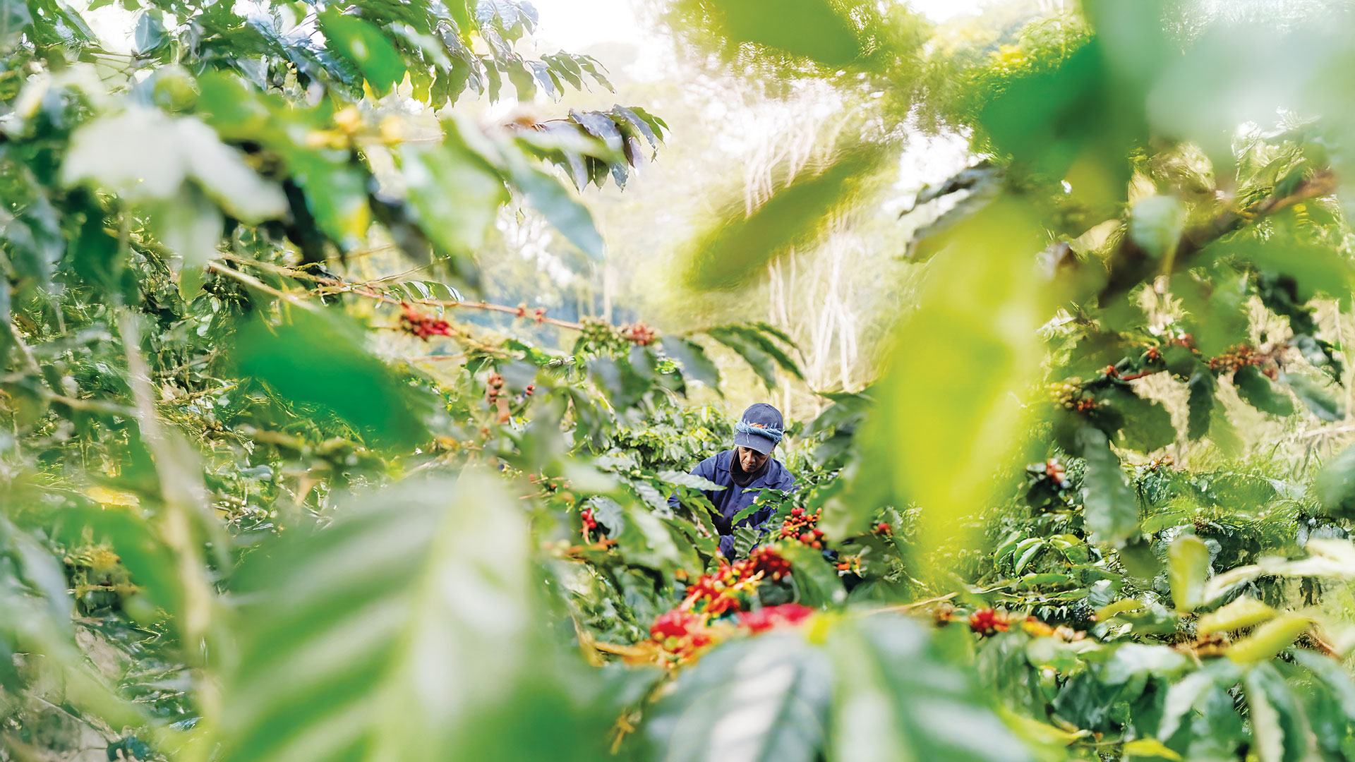 Coffee Plantation
