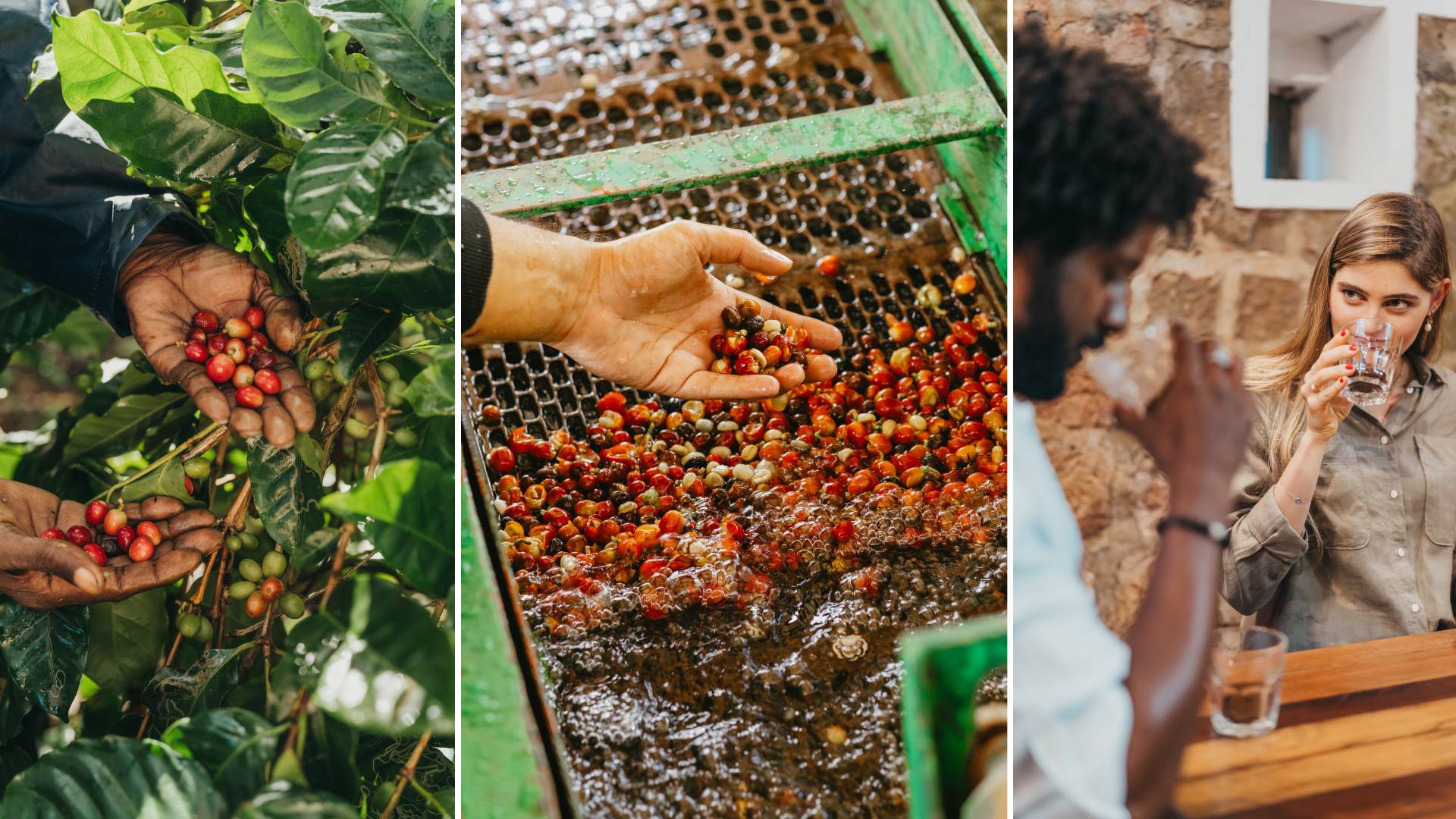 Chamarel Coffee: From Tree to Cup at Mauritius' Only Coffee Plantation
