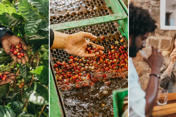 Chamarel Coffee: From Tree to Cup at Mauritius' Only Coffee Plantation