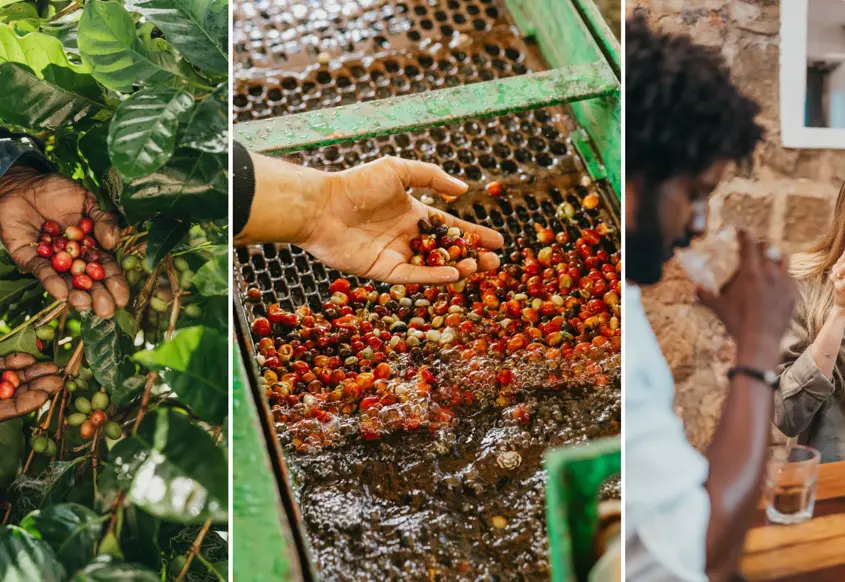Chamarel Coffee: From Tree to Cup at Mauritius' Only Coffee Plantation