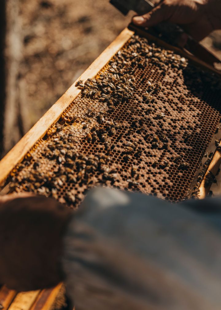 Bees