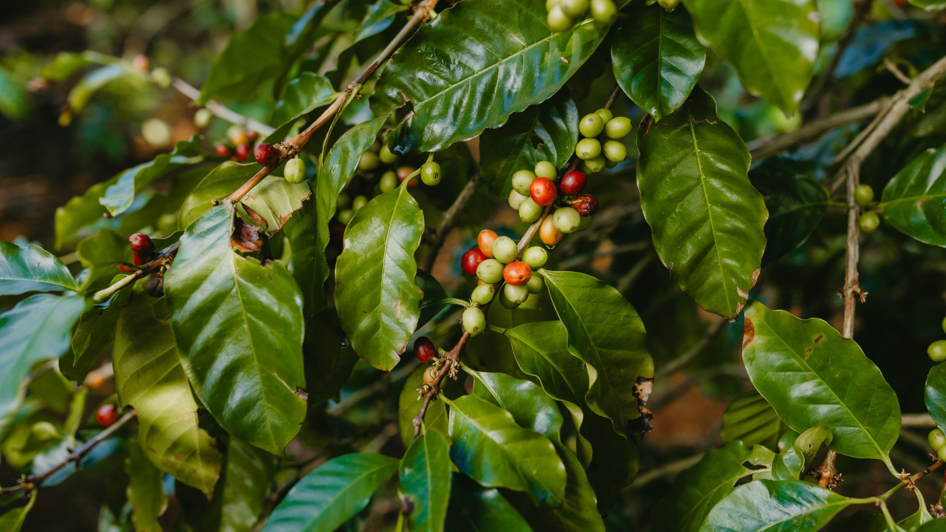 De la plante à la tasse : découvrez l'art du café à Chamarel