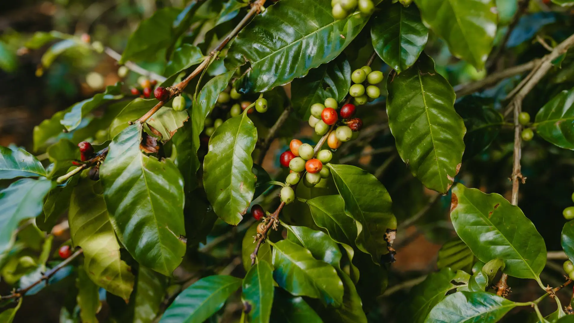De la plante à la tasse : découvrez l'art du café à Chamarel
