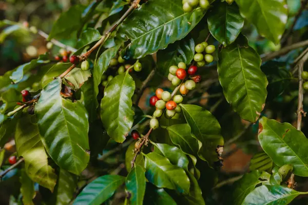 From Plant to Cup: Discover the Art of Coffee at Chamarel