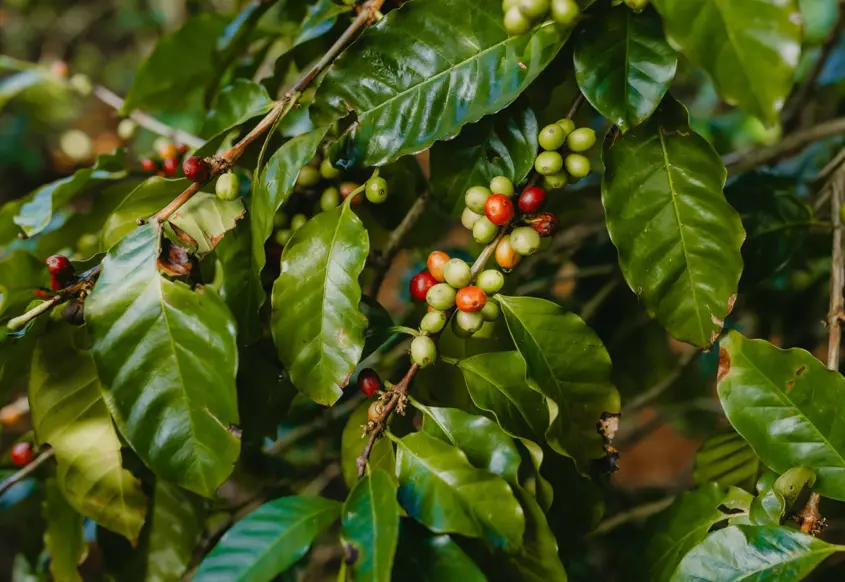 De la plante à la tasse : découvrez l'art du café à Chamarel