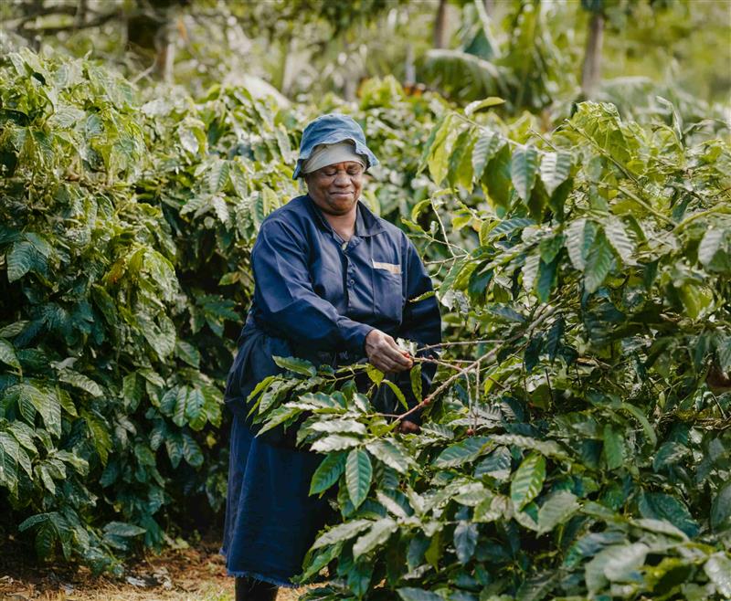 Coffee Plantation Staff