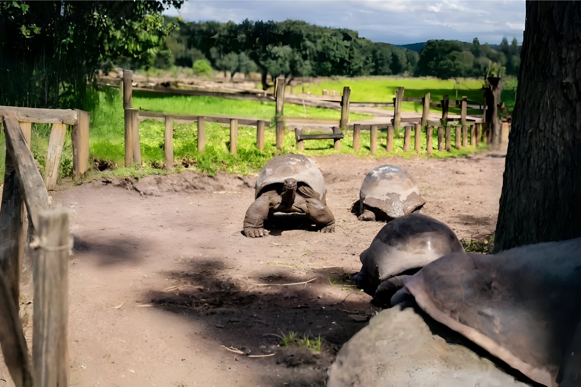 Tortoises In Park