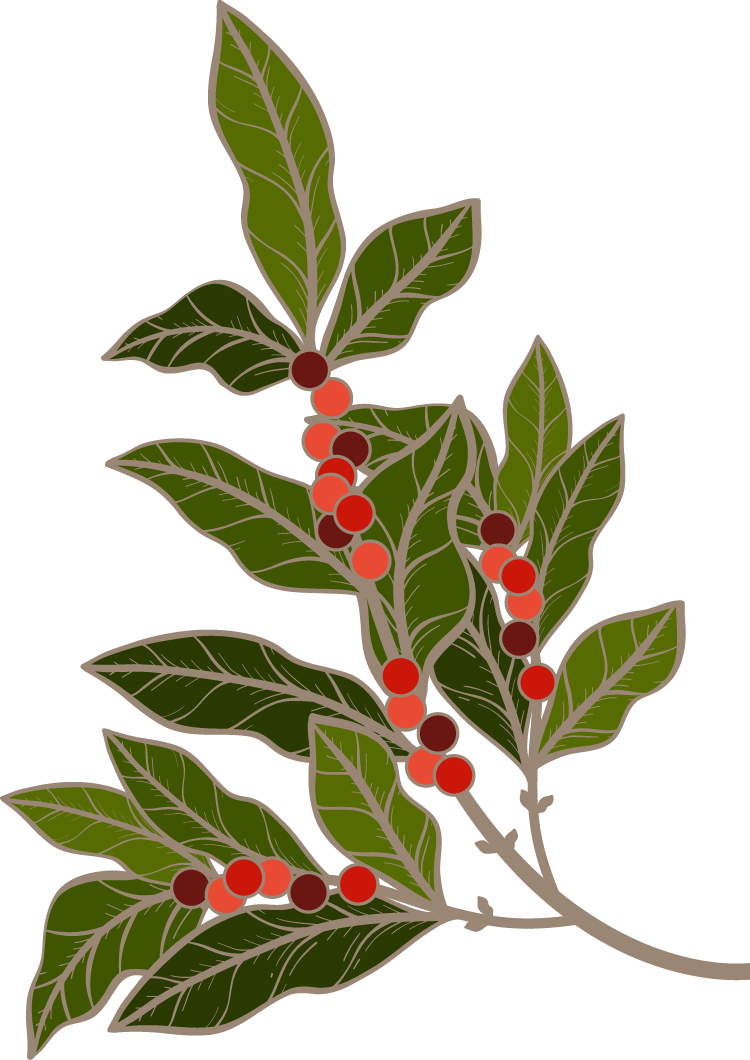 De la Plante<br><em> À la Tasse</em>