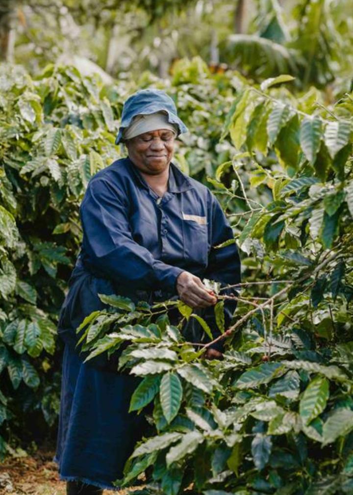 Coff Plantation