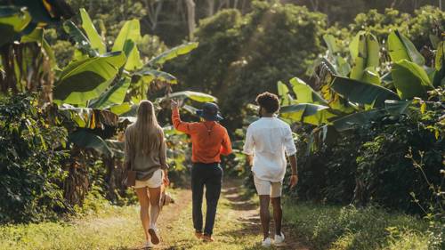 Faites le tour du Chamarel Café et découvrez le processus de culture et de transformation du café