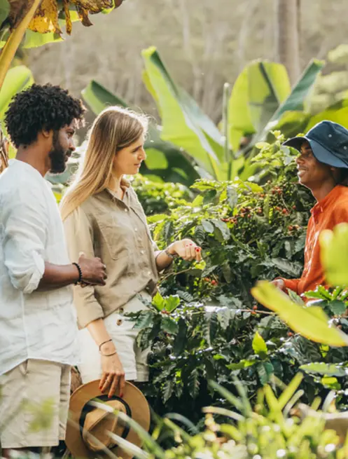 Chamarel Coffee Plantation